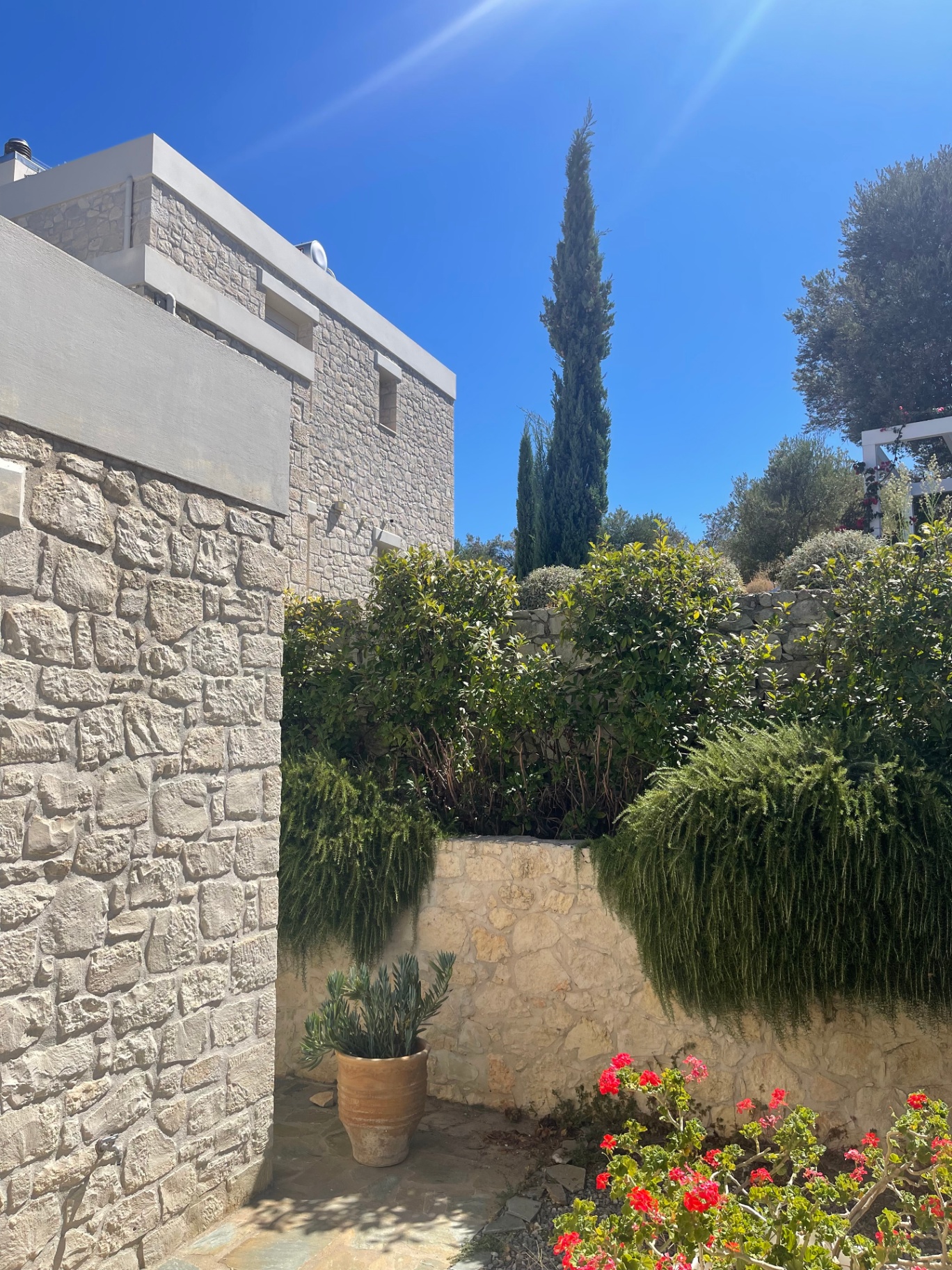 Cypress trees over the courtyard