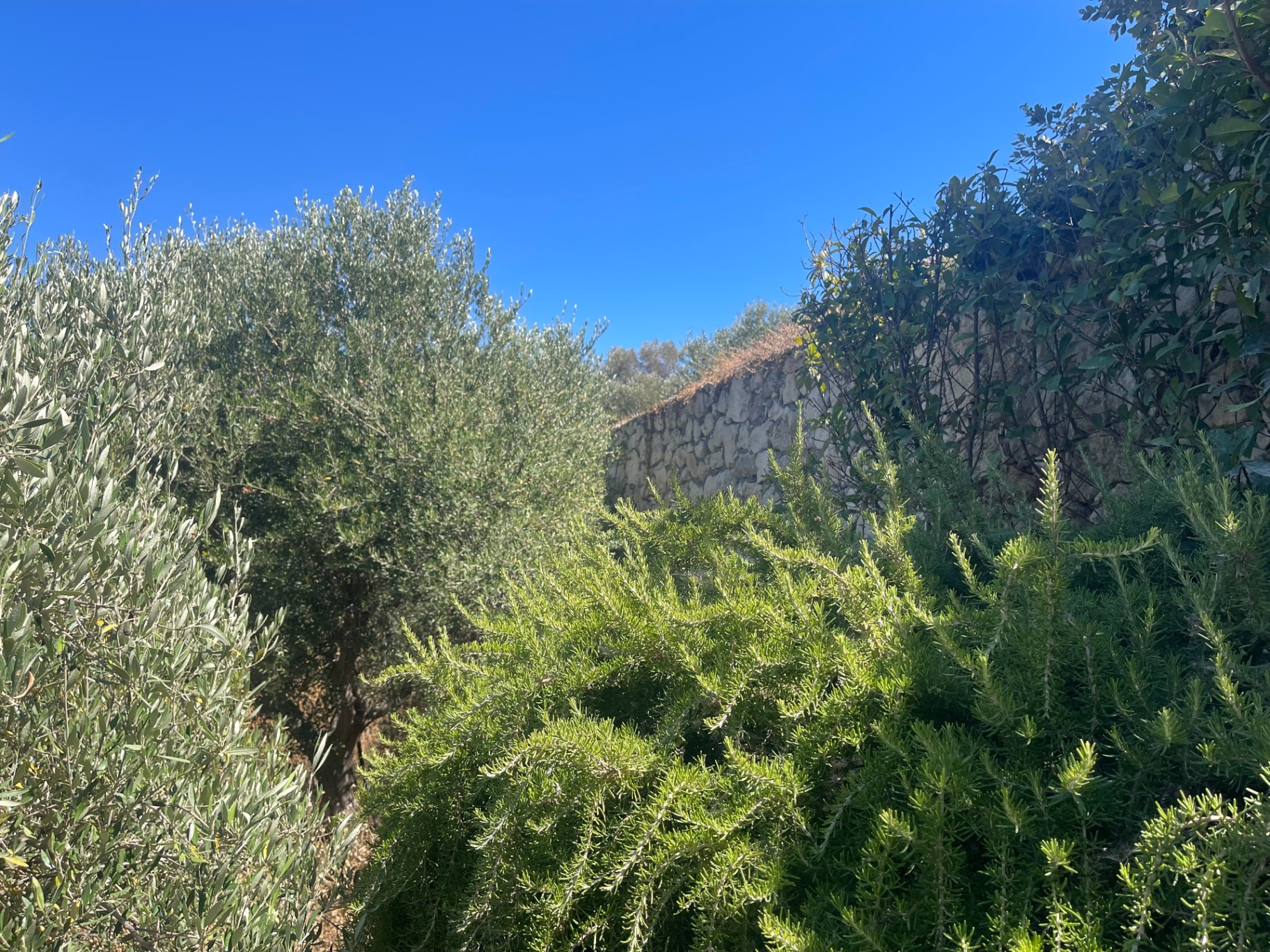 Olive branches and rosemary at the villa