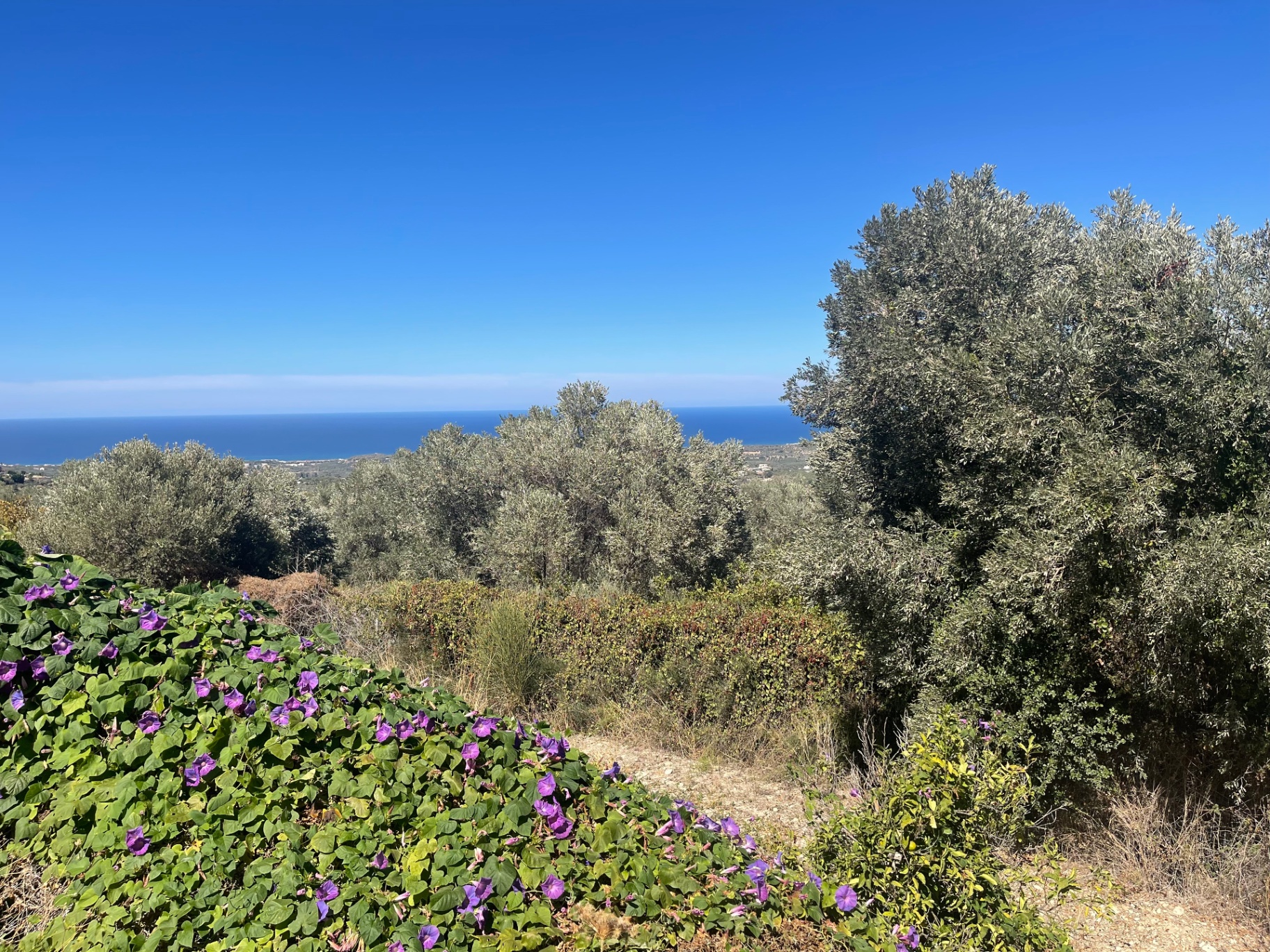 Olive tree overlooking the sea