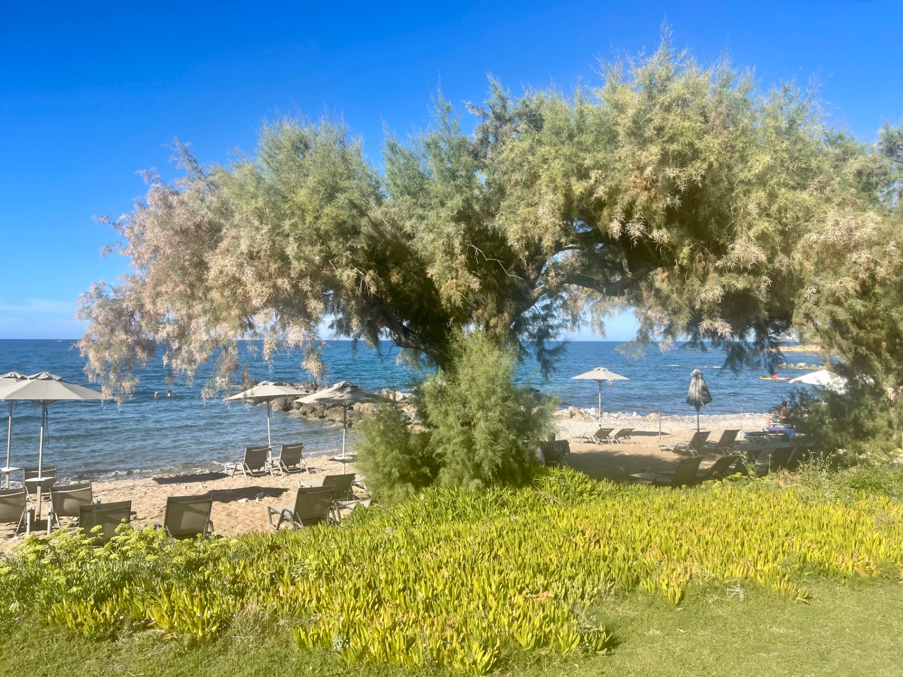 Tree on a nearby Cretan beach