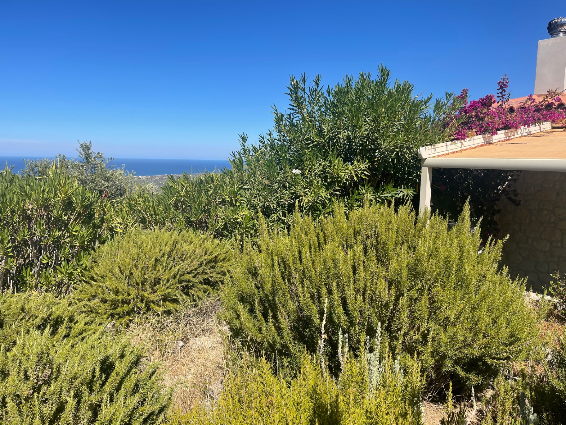 Rosemary garden with sea view