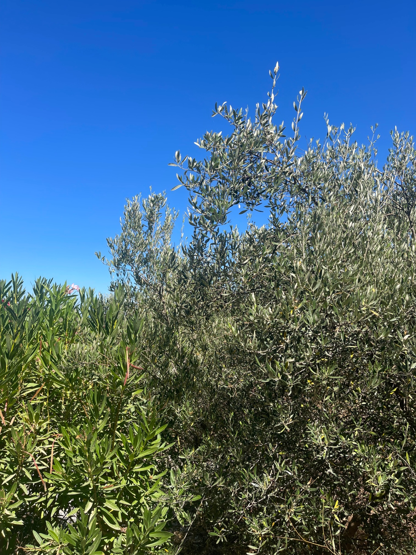 Olive tree against a Cretan sky